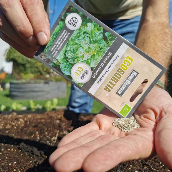 Bio-Saatgut Salat Regina di Maggio samen