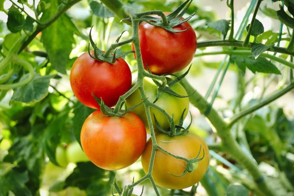 Tomaten Matina