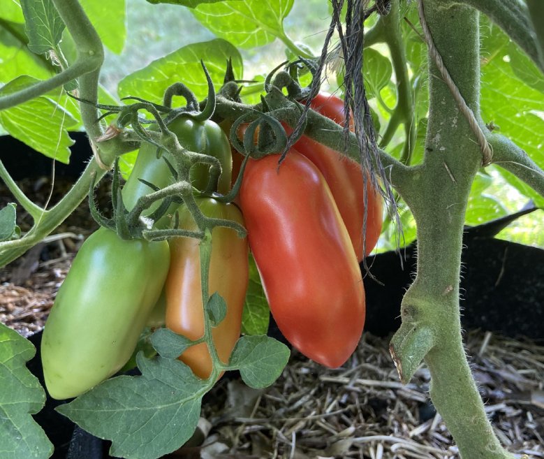 Bio-Saatgut Tomate San Marzano