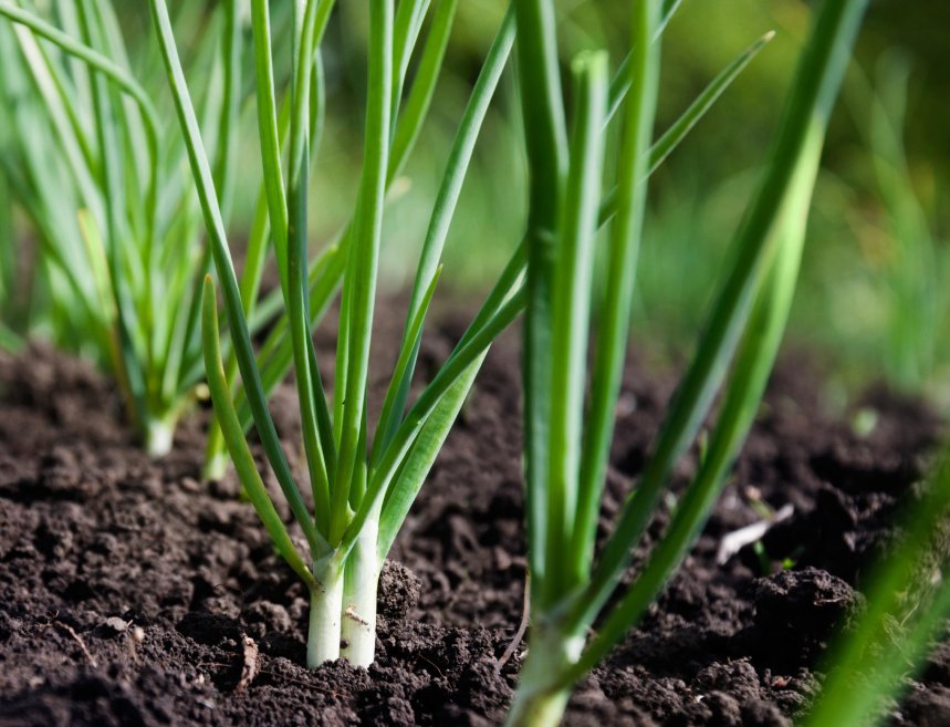 fruhlingszwiebel witte van lissabon