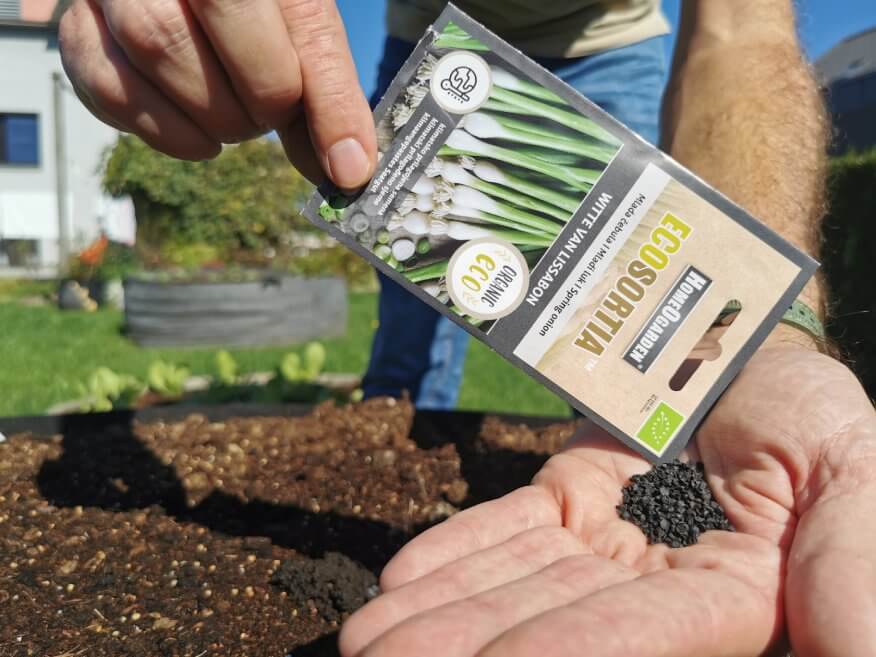 Frühlingszwiebel Witte van Lissabon Samen