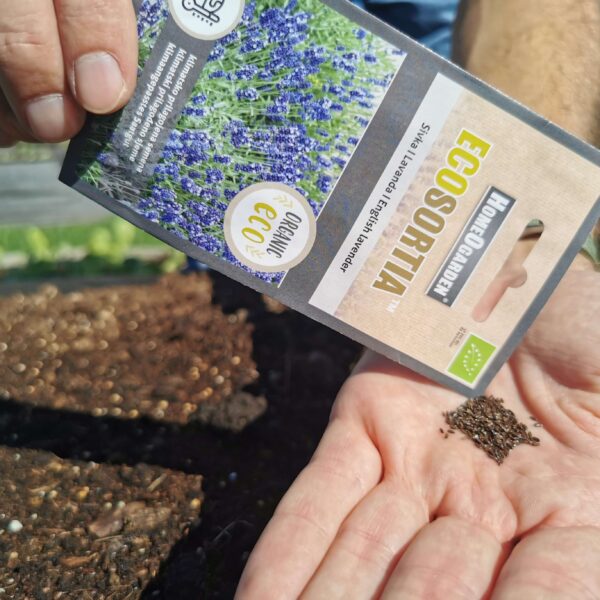 Bio-Saatgut Lavendel