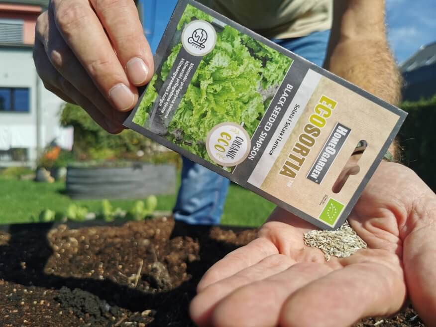 Bio-Saatgut Black Seeded Simpson samen