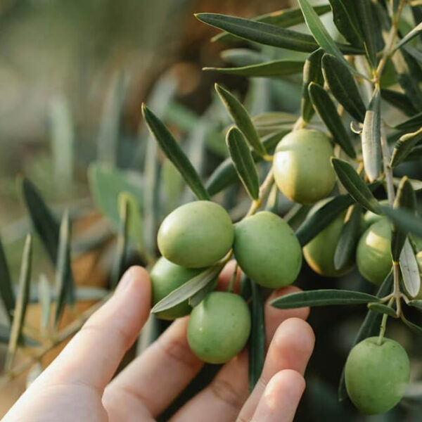Organische Oliven