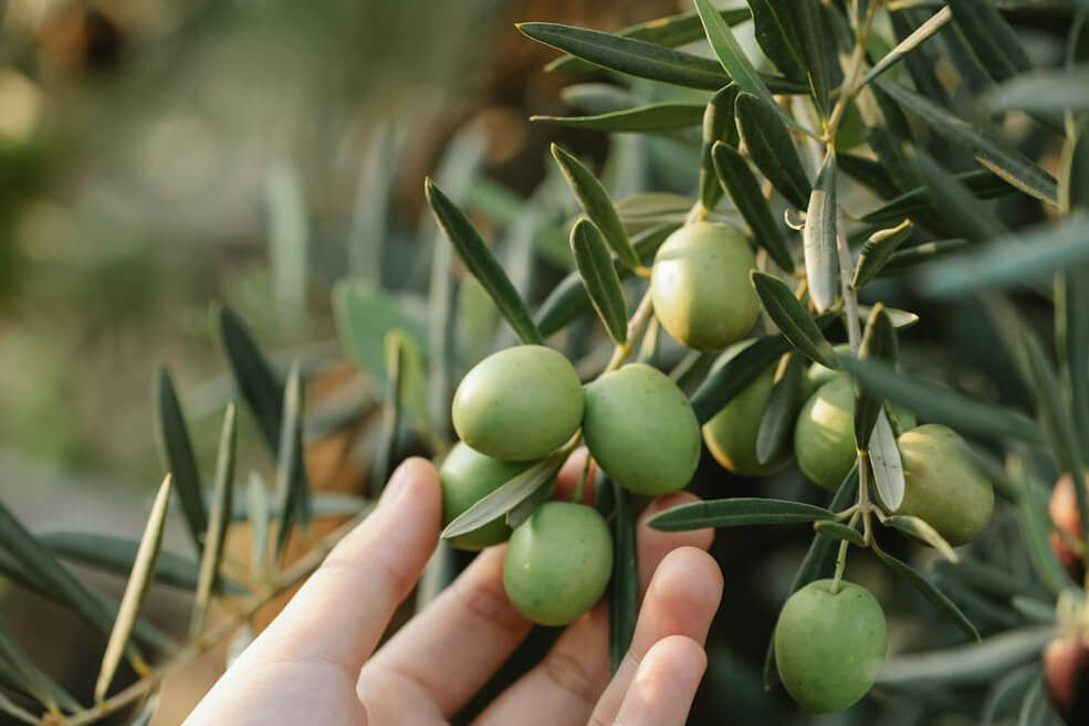 organischer Dünger für Oliven