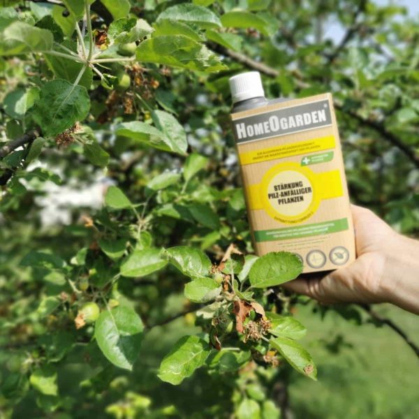 Stärkung Pilz-anfälliger Pflanzen